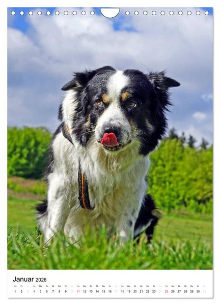 Produktbild: Hundefreunde (Wandkalender 2026 DIN A4 hoch), CALVENDO Monatskalender