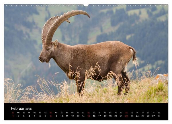 Produktbild: Steinwild in den Schweizer Voralpen (hochwertiger Premium Wandkalender 2026 DIN A2 quer), Kunstdruck in Hochglanz