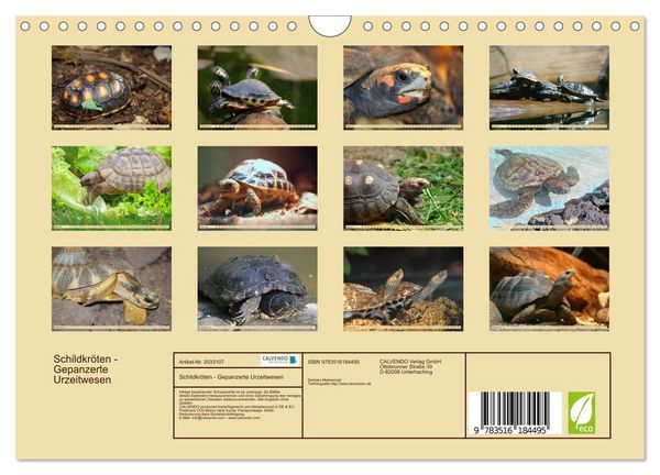 Produktbild: Schildkr&ouml;ten - Gepanzerte Urzeitwesen (Wandkalender 2026 DIN A4 quer), CALVENDO Monatskalender