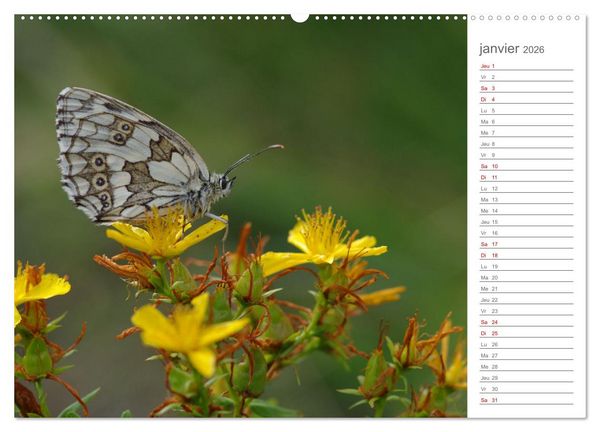 Produktbild: Dans le jardin des papillons (Calendrier mural 2026 DIN A2 vertical), CALVENDO calendrier mensuel