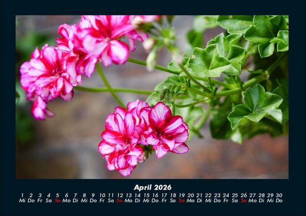 Produktbild: Blumentr&auml;ume 2026 Fotokalender DIN A4