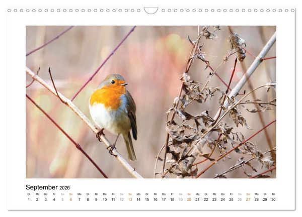 Produktbild: Zauberhafte Rotkehlchen (Wandkalender 2026 DIN A3 quer), CALVENDO Monatskalender