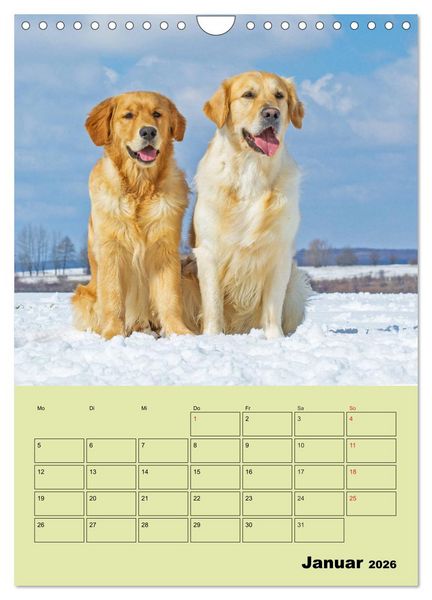 Produktbild: Jahresplaner Golden Retriever (Wandkalender 2026 DIN A4 hoch), CALVENDO Monatskalender