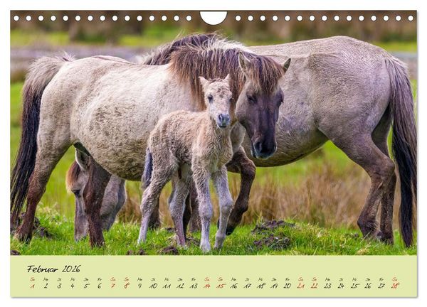 Produktbild: Brut- und Setzzeit. Neues Leben entsteht. (Wandkalender 2026 DIN A4 quer), CALVENDO Monatskalender