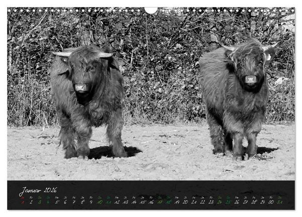 Produktbild: Highland Cattle vom Nordlicht - Faszination Hochland Rind (Wandkalender 2026 DIN A3 quer), CALVENDO Monatskalender