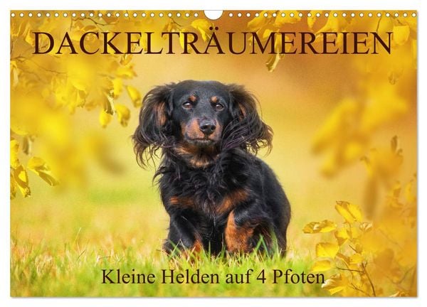 Dackelträumereien - Kleine Helden auf 4 Pfoten (Wandkalender 2026 DIN A3 quer), CALVENDO Monatskalender