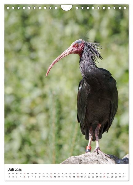 Produktbild: Der Waldrapp - Der etwas andere Vogel (Wandkalender 2026 DIN A4 hoch), CALVENDO Monatskalender