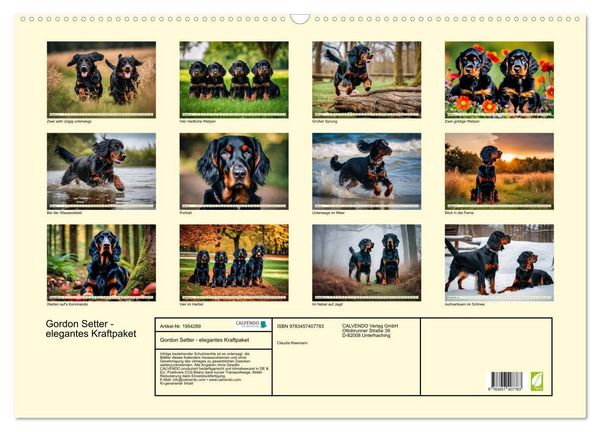 Produktbild: Gordon Setter - elegantes Kraftpaket (Wandkalender 2026 DIN A2 quer), CALVENDO Monatskalender