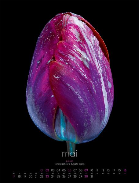 Produktbild: in bloom Kalender 2027