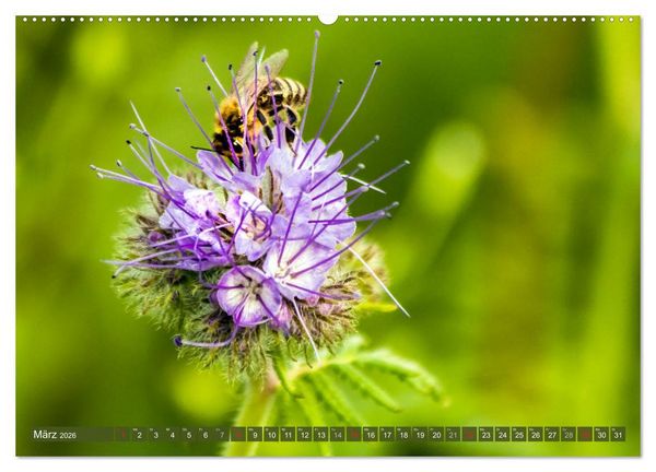 Produktbild: BIENEN - Kleine N&uuml;tzlinge ganz gro&szlig; (Wandkalender 2026 DIN A2 quer), CALVENDO Monatskalender
