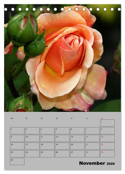 Produktbild: Rosen - Symbol der Liebe und Verehrung (Tischkalender 2026 DIN A5 hoch), CALVENDO Monatskalender