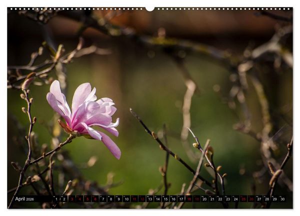 Produktbild: Fr&uuml;hlingsbl&uuml;her - Farbenpracht nach dem Winter (Wandkalender 2026 DIN A2 quer), CALVENDO Monatskalender