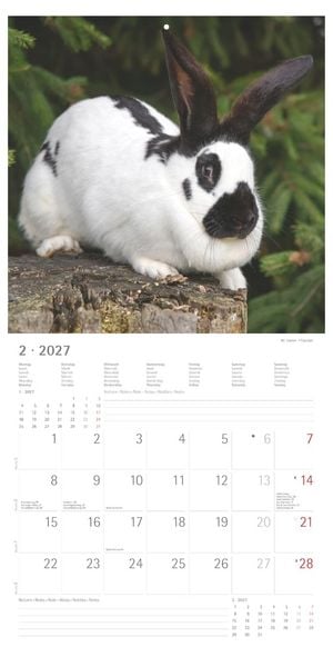 Produktbild: Kaninchen 2027