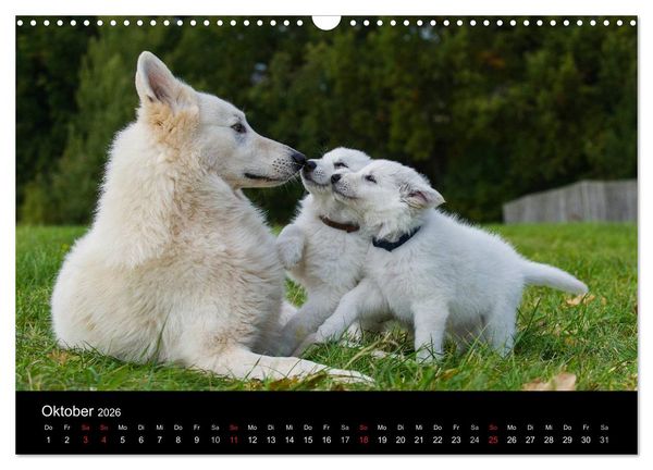 Produktbild: Wei&szlig;er Schweizer Sch&auml;ferhund - Ein Tag im Leben einer Hundefamilie (Wandkalender 2026 DIN A3 quer), CALVENDO Monatskalender