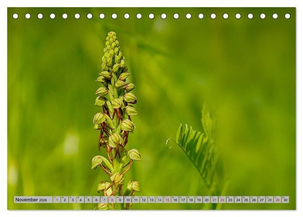 Produktbild: Orchideenwiese 2026 (Tischkalender 2026 DIN A5 quer), CALVENDO Monatskalender