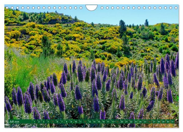 Produktbild: Madeiras Bl&uuml;tenzauber (Wandkalender 2026 DIN A4 quer), CALVENDO Monatskalender