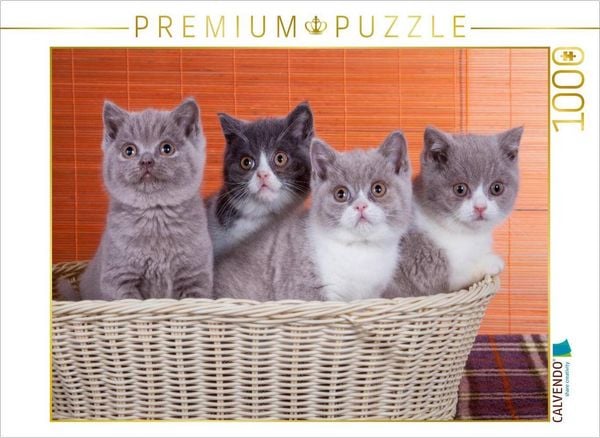 CALVENDO Puzzle Ein Motiv aus dem Kalender Katzenkinder Britisch Kurzhaar | 1000 Teile Lege-Größe 64x48cm Foto-Puzzle für glückliche Stunden