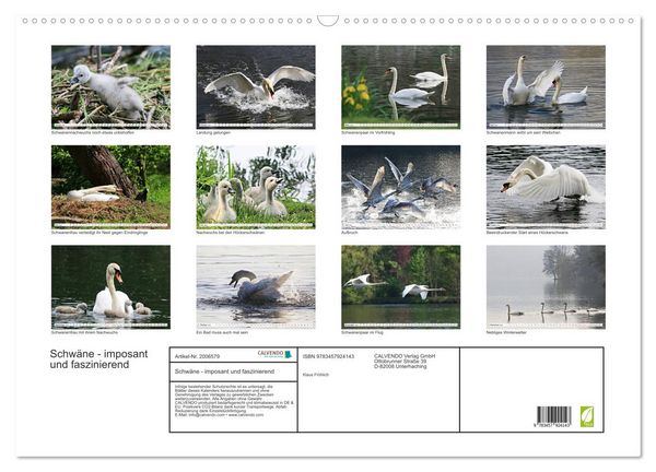 Produktbild: Schw&auml;ne - imposant und faszinierend (Wandkalender 2026 DIN A2 quer), CALVENDO Monatskalender