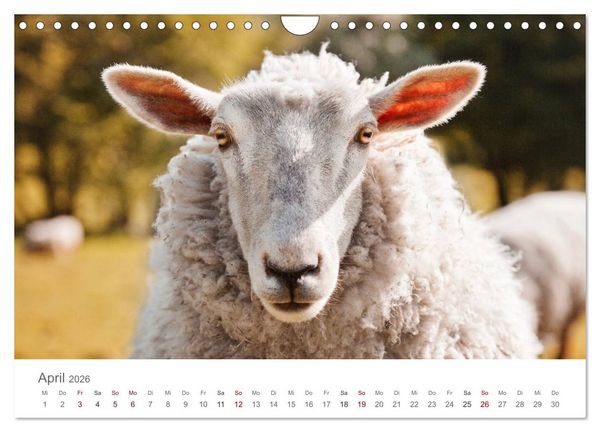 Produktbild: Schafe - Weich und wollig (Wandkalender 2026 DIN A4 quer), CALVENDO Monatskalender