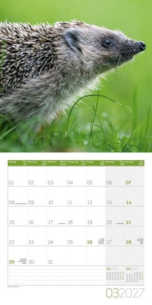 Produktbild: Igel Kalender 2027 - 30x30 - Art12
