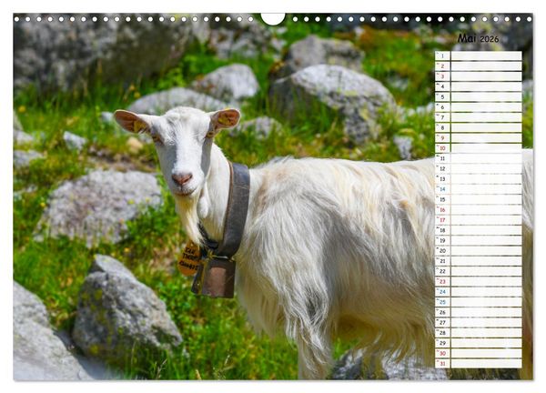 Produktbild: Ziegenfreude (Wandkalender 2026 DIN A3 quer), CALVENDO Monatskalender