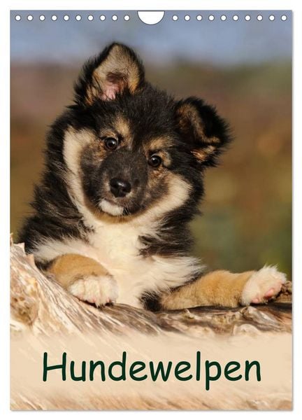 Produktbild: Hundewelpen (Wandkalender 2026 DIN A4 hoch), CALVENDO Monatskalender