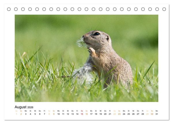 Produktbild: Wiener Tierwelt (Tischkalender 2026 DIN A5 quer), CALVENDO Monatskalender