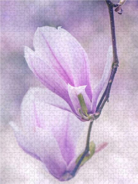 Produktbild: CALVENDO Puzzle Magnolien 1000 Teile Lege-Gr&ouml;&szlig;e 48 x 64 cm Foto-Puzzle Bild von Kathleen Tjarks