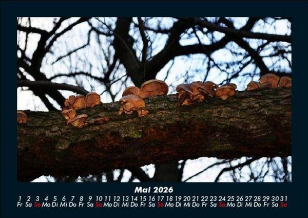 Produktbild: Bilder der Natur 2026 Fotokalender DIN A5