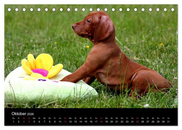 Produktbild: Magyar Vizsla Welpen (Tischkalender 2026 DIN A5 quer), CALVENDO Monatskalender