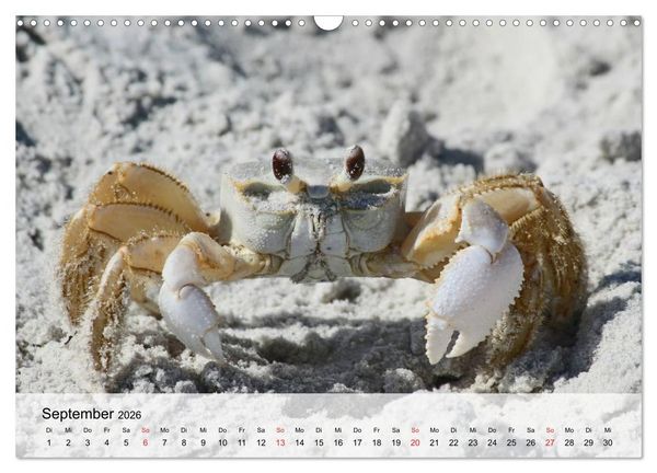 Produktbild: Krabben. Lustige Aliens (Wandkalender 2026 DIN A3 quer), CALVENDO Monatskalender