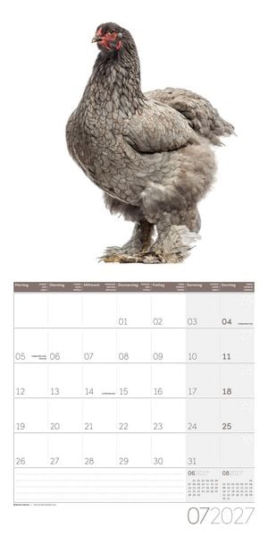 Produktbild: Verr&uuml;ckte H&uuml;hner Kalender 2027 - 30x30 - Art12