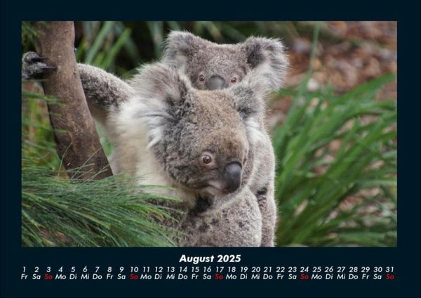 Produktbild: Koala 2025 Fotokalender DIN A4
