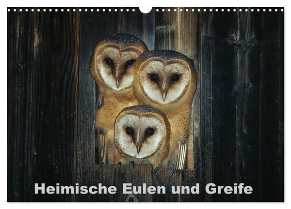 Produktbild: Heimische Eulen und Greife (Wandkalender 2026 DIN A3 quer), CALVENDO Monatskalender