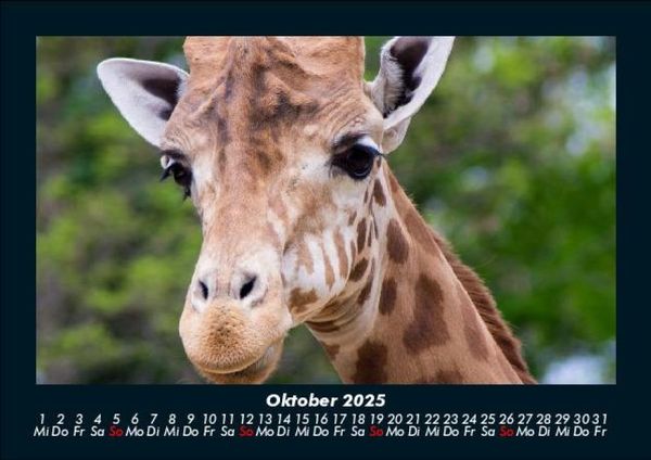 Produktbild: Giraffen 2025 Fotokalender DIN A5