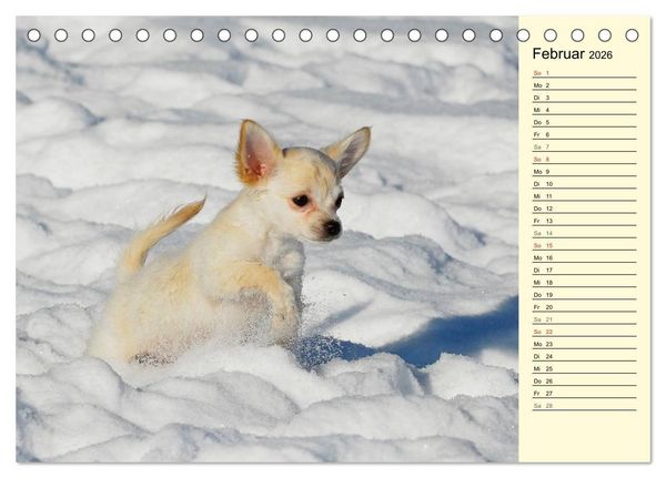 Produktbild: Chihuahua - Kleine Hunde ganz gro&szlig; (Tischkalender 2026 DIN A5 quer), CALVENDO Monatskalender
