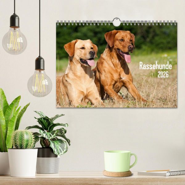 Produktbild: Rassehunde (Wandkalender 2026 DIN A4 quer), CALVENDO Monatskalender