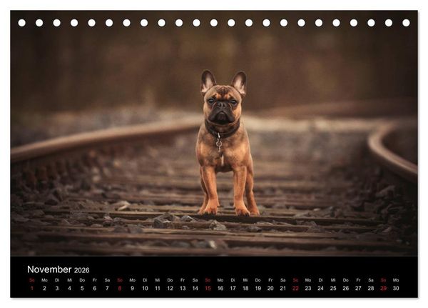 Produktbild: French Bulldog aktiv, verspielt, sportlich (Tischkalender 2026 DIN A5 quer), CALVENDO Monatskalender