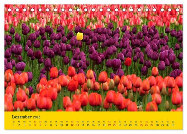Produktbild: Tulpentraum (Tischkalender 2026 DIN A5 quer), CALVENDO Monatskalender
