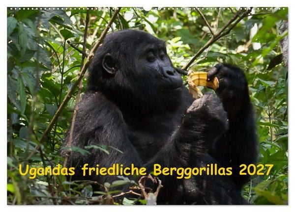 Produktbild: Ugandas friedliche Berggorillas (Wandkalender 2027 DIN A2 quer), CALVENDO Monatskalender