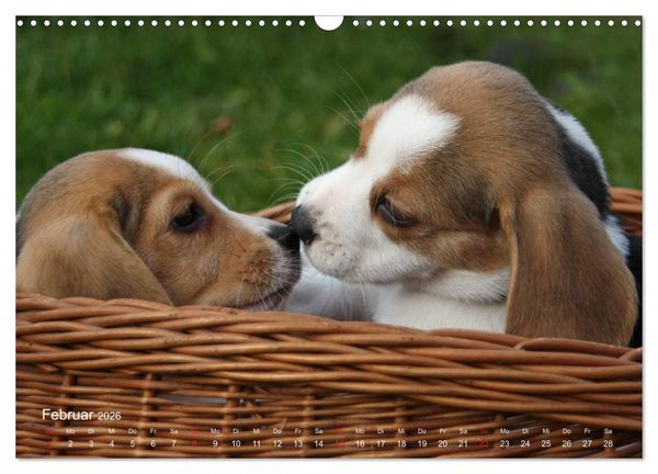 Produktbild: Beagle (Wandkalender 2026 DIN A3 quer), CALVENDO Monatskalender