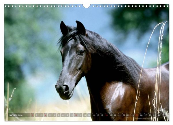 Produktbild: Edle spanische Pferde - Pura Raza Espanola (Wandkalender 2026 DIN A3 quer), CALVENDO Monatskalender