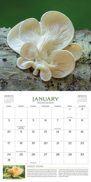 Produktbild: The Wondrous World of Mushrooms Wall Calendar 2027