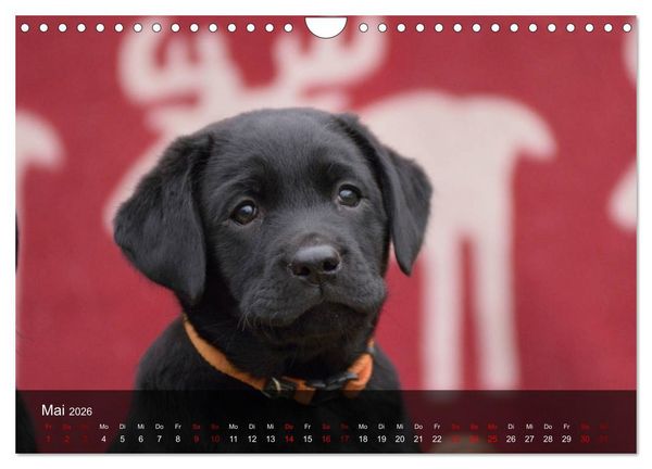 Produktbild: Labrador Retriever Welpen (Wandkalender 2026 DIN A4 quer), CALVENDO Monatskalender