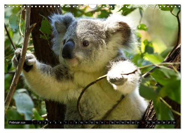 Produktbild: Australiens Tierwelt (Wandkalender 2026 DIN A3 quer), CALVENDO Monatskalender