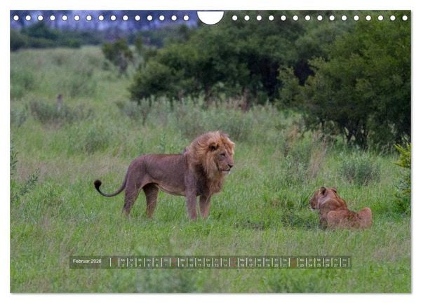 Produktbild: Abenteuer Botswana Afrika - Adventure Botswana (Wandkalender 2026 DIN A4 quer), CALVENDO Monatskalender