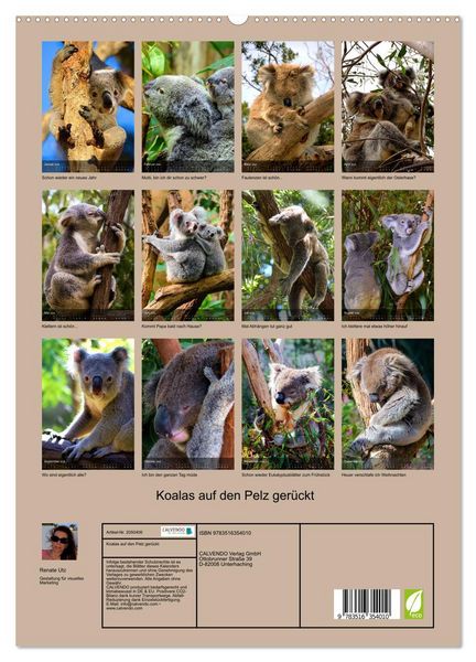 Produktbild: Koalas auf den Pelz ger&uuml;ckt (hochwertiger Premium Wandkalender 2026 DIN A2 hoch), Kunstdruck in Hochglanz