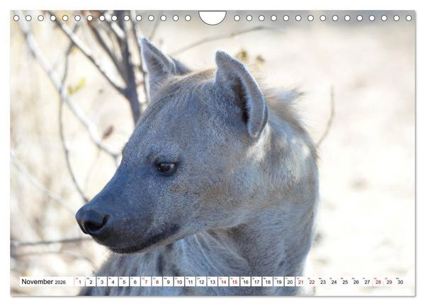 Produktbild: Hy&auml;nen - gro&szlig; und klein (Wandkalender 2026 DIN A4 quer), CALVENDO Monatskalender