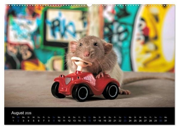 Produktbild: Ratten. Die gro&szlig;e Welt der kleinen Nager (hochwertiger Premium Wandkalender 2026 DIN A2 quer), Kunstdruck in Hochglanz