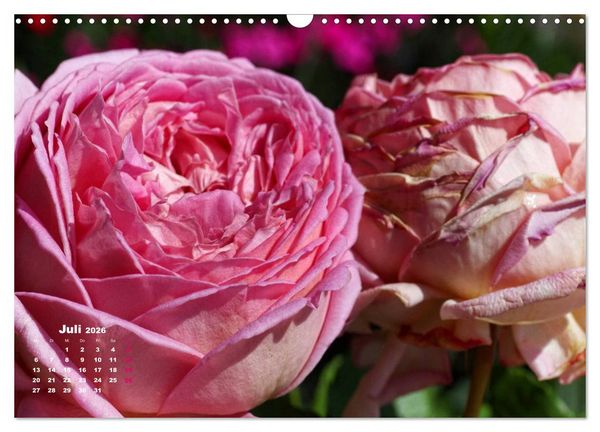 Produktbild: Zauberhafter Rosenreigen (Wandkalender 2026 DIN A3 quer), CALVENDO Monatskalender